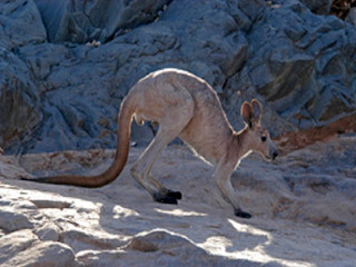 Animals in Aboriginal Art – The Kangaroo