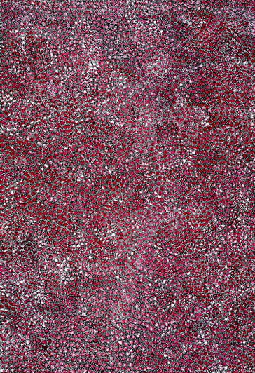 Eileen Bird Kngwarreye - MB061564