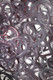 Gloria Tamerre Petyarre - MB027815