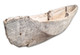 Hand-Carved Canoe – Gove Peninsula, c. 1950s