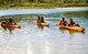 This historical photograph is provided for reference and does not depict the specific canoe on display. It illustrates similar hand-carved canoes from the Gove/Nhulunbuy region