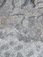 Glady Kemarre - MB038461