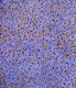 Glady Kemarre - MB038826