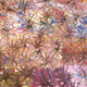 Janelle Stockman Napaltjarri - MB039956