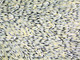 Gloria Tamerre Petyarre - MB047543