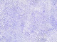 Lucky Morton Kngwarreye - MB050751