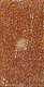 Jean Petyarre - MB009471