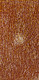 Jean Petyarre - MB009477