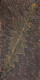 Nancy Kunoth Petyarre - MB009521