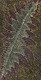 Nancy Kunoth Petyarre - MB009741