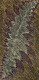 Nancy Kunoth Petyarre - MB009749