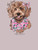 SS-DOGCAMO-DRFTWD