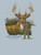 MN-MINWASH-DEER-ASHEN