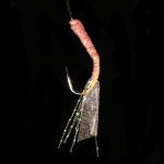 Hayabusa UV White Shrimp EX127 Sabiki Rig