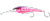 Hot Pink Mackerel