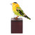 Art Glass Sculpture of a Wilson's Warbler from El Salvador 'Wilson's Warbler'