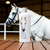 Coconut Conditioner For Horses