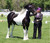 SHOWHITE Shampoo Toning Bar for HORSES NZ