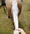 SHOWHITE Shampoo Toning Bar for HORSES NZ