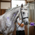 SHOWHITE Shampoo Toning Bar for HORSES NZ