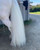SHOWHITE Shampoo Toner for HORSES- 'Touch up Tin'