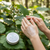 Hemp & Mānuka Hand & Body Cream with NZ Kawakawa