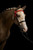 Premium Plaiting Wax for Manes & Tails