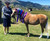 Dry Shampoo - Stain Remover Soak | Horses White Tails