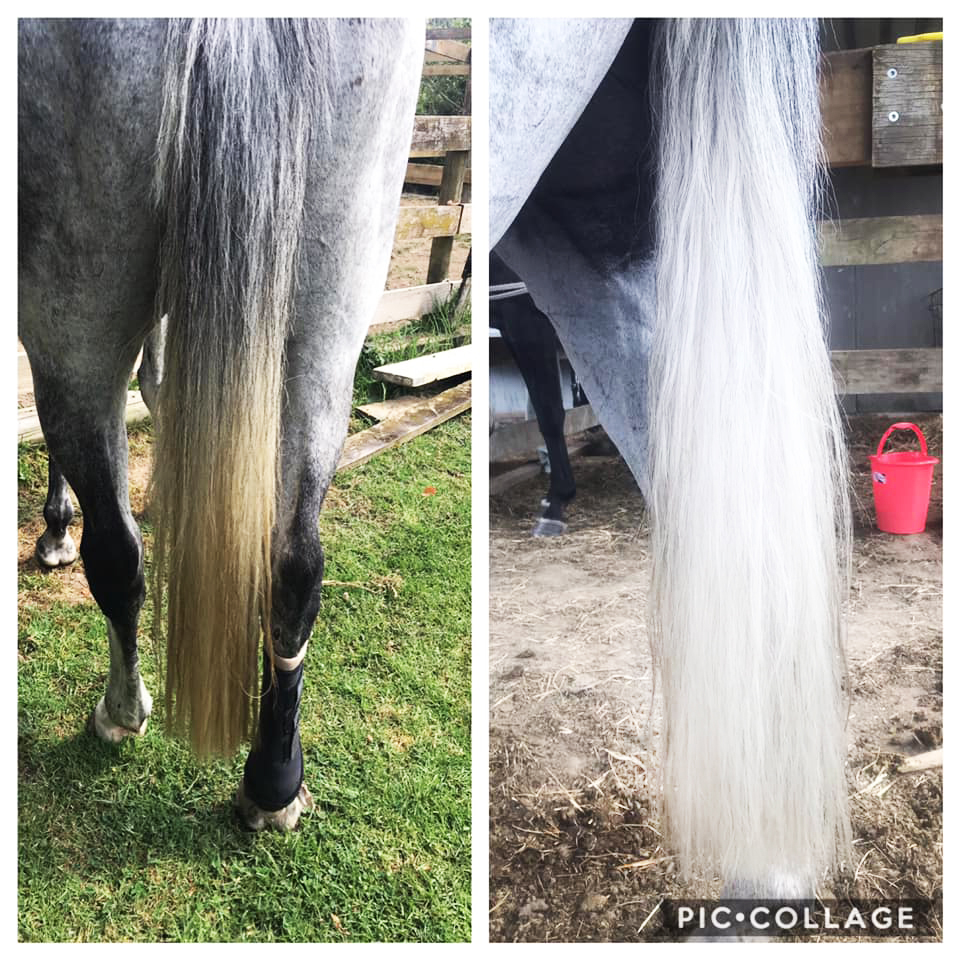 whitening-shampoo-horses.jpeg