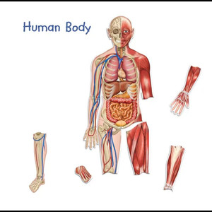 Double Sided Magnetic Human Body - 17 Pieces
