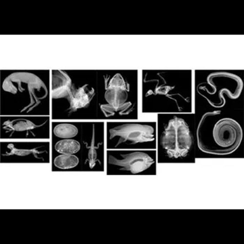 Animal X-Rays - 14 Images & Matching Picture Cards