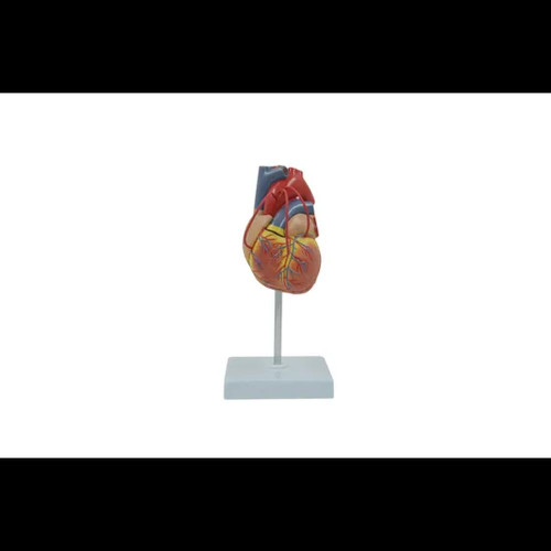 Human Heart - Life Size Model - 2 Parts