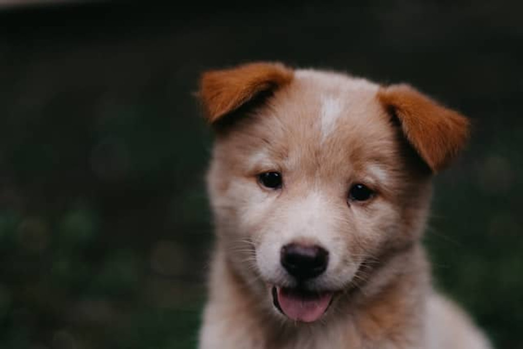 How To Stop Dogs Chewing Skirting Boards | Training & Sprays