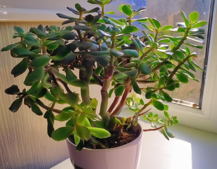 10 Plants That Transform Window Sills | Pet Safe | Air Purifying