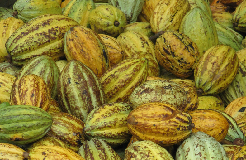 How is the cocoa boom inspiring poverty?