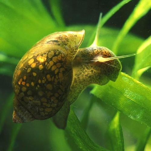 15+ Bladder snail  (Junenile size)