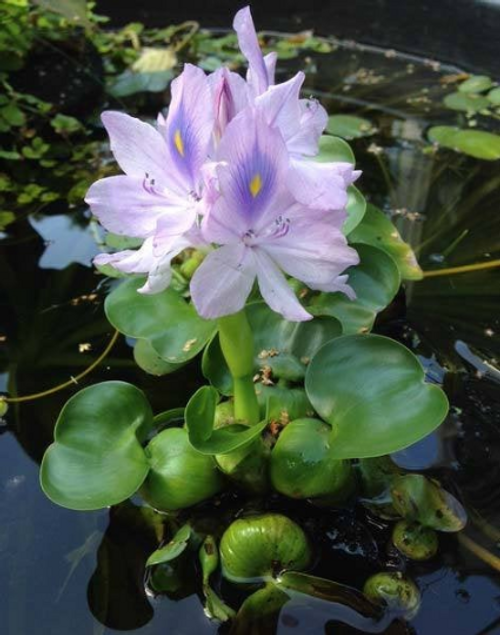 Water Hyancinth - Live Pond Plant