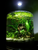 10 Amazon frogbit (Limnobium Laevigatum)