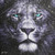 Lion Stare