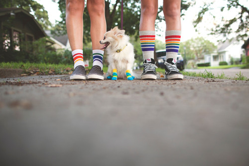 fee fee loves your pride socks