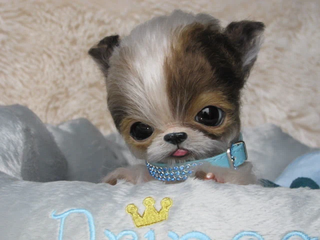 EKK Pickles Laying the Chihuahua Reborn Vinyl Doll Kit by Cindy Musgrove 8"