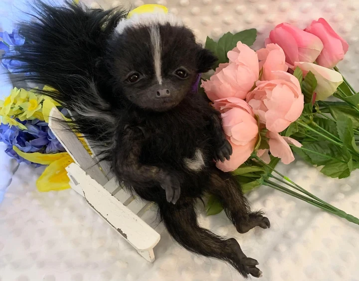 EKK Hans Reborn Vinyl Hedgehog Doll Kit by Marjoline Barge 10"