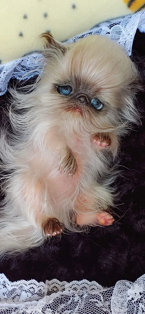 EKK Periwinkle the Kitten Laying Reborn Vinyl Doll Kit by Cindy Musgrove 8"