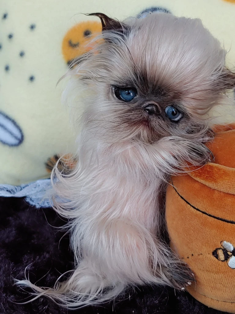 EKK Periwinkle the Kitten Sitting Reborn Vinyl Doll Kit by Cindy Musgrove 6"