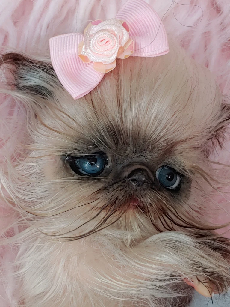EKK Periwinkle the Kitten Sitting Reborn Vinyl Doll Kit by Cindy Musgrove 6"