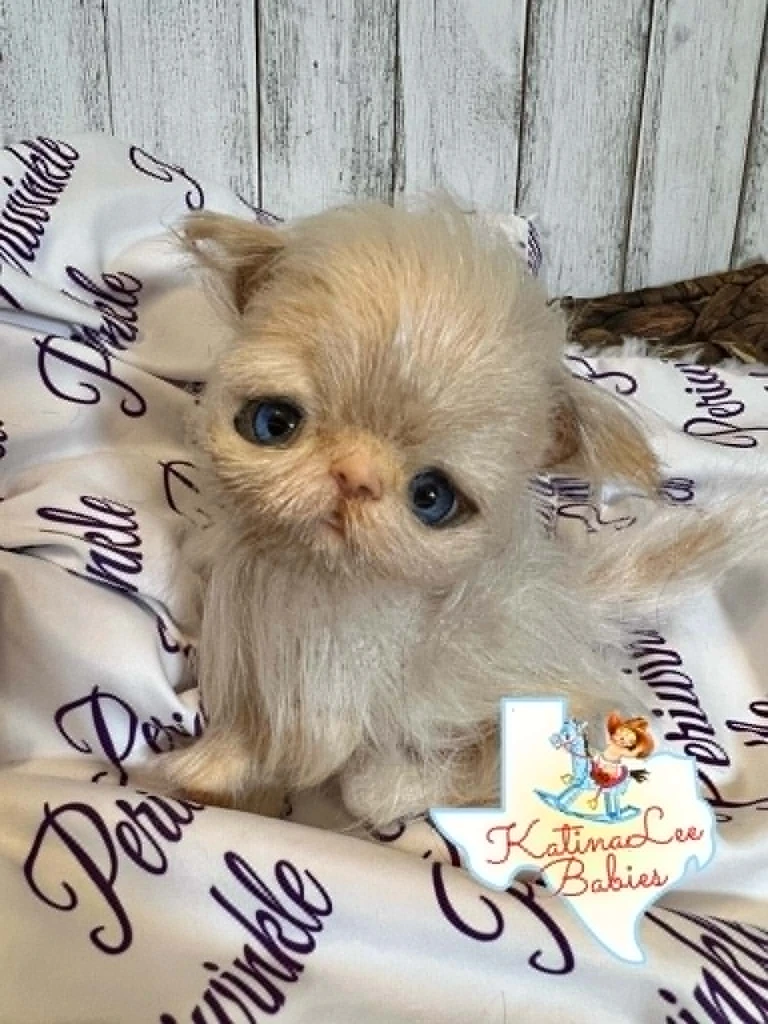 EKK Periwinkle the Kitten Sitting Reborn Vinyl Doll Kit by Cindy Musgrove 6"