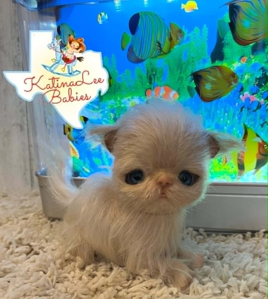 EKK Periwinkle the Kitten Sitting Reborn Vinyl Doll Kit by Cindy Musgrove 6"