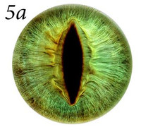 Fantasy Glass Cabochon Hand Printed Eyes Flat Back Light Green 5A