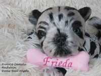 Freida the French Bull Dog Puppy Reborn Vinyl Doll Kit by Simon Laurens 16"
