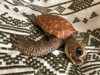 EKK Kiwi Newborn Baby Sea Turtle Reborn Vinyl Doll Kit by Cindy Musgrove 8"